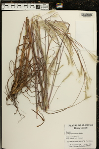 Andropogon ternarius image