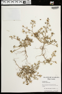 Portulaca amilis image