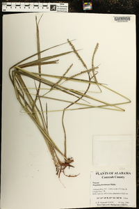 Paspalum floridanum image