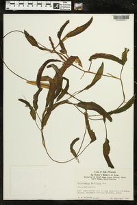 Potamogeton malaianus image