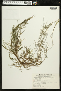 Potamogeton foliosus var. fibrillosus image