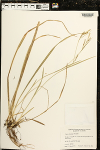 Carex striatula image