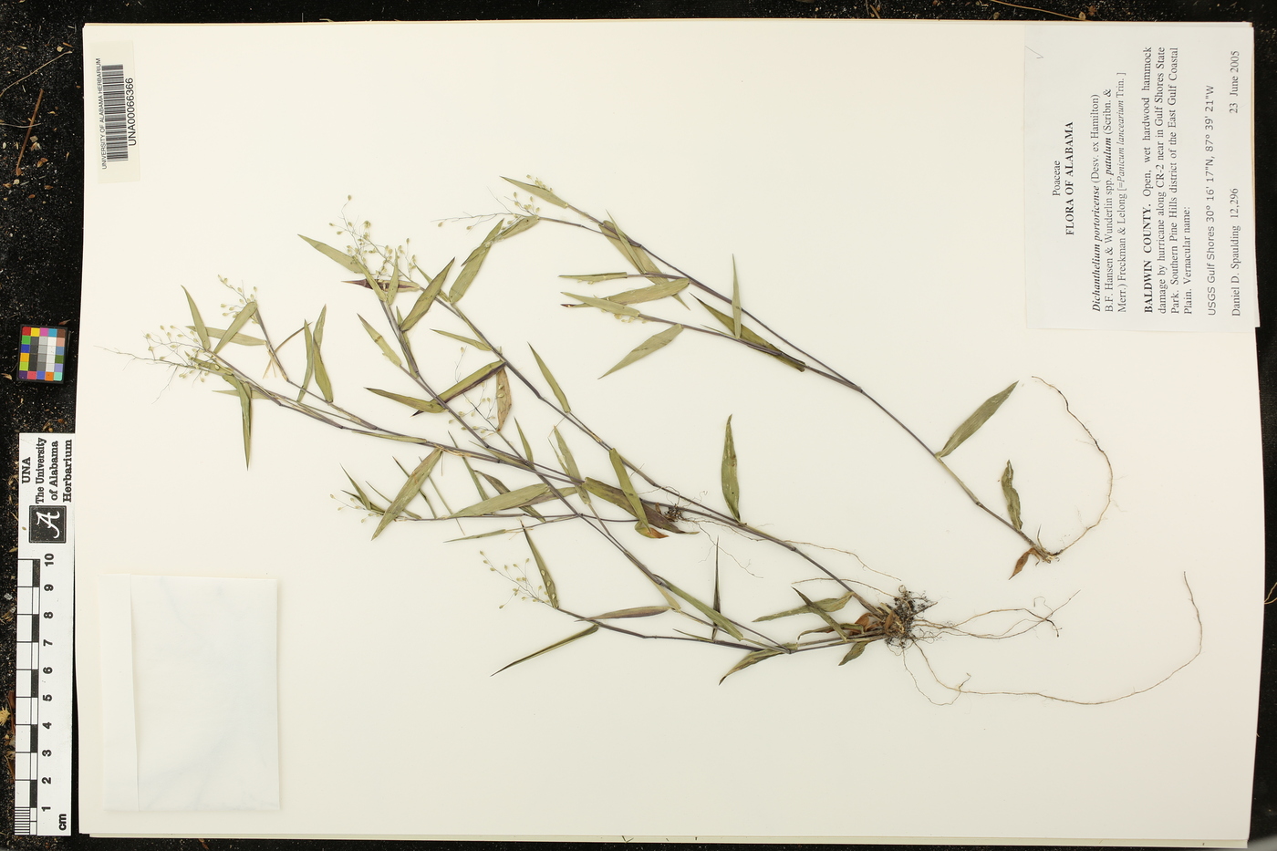Dichanthelium portoricense image