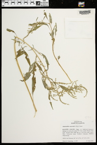 Amaranthus australis image