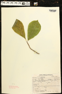 Asimina parviflora image