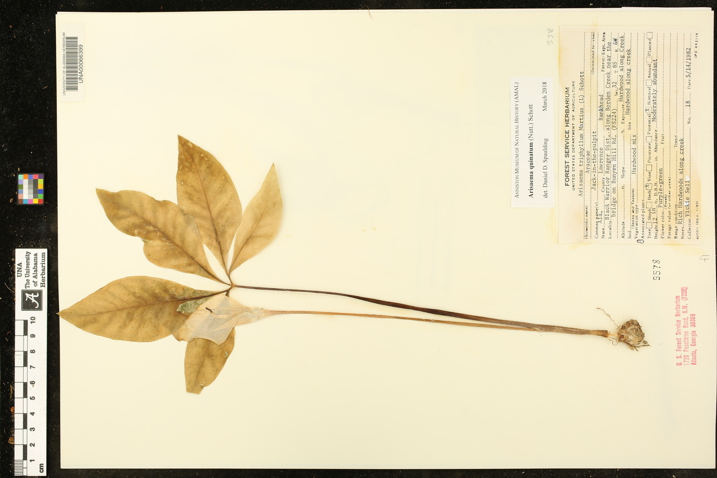 Arisaema quinatum image