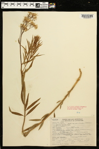 Amsonia ciliata image