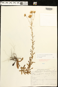 Chrysopsis hyssopifolia image