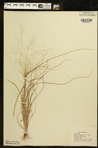 Eragrostis capillaris image