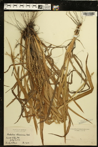 Paspalum setaceum var. stramineum image