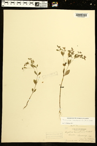 Paronychia canadensis image