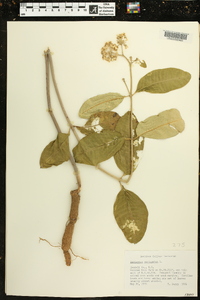 Asclepias variegata image