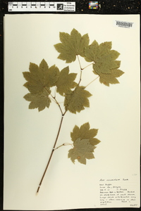 Acer circinatum image