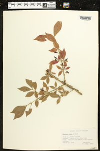 Euonymus alatus image