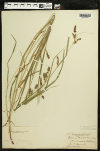 Carex davisii image