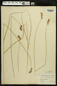 Carex cristatella image