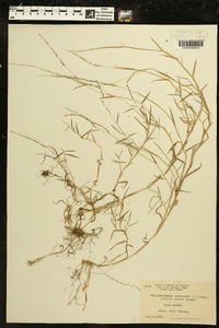 Muhlenbergia schreberi image