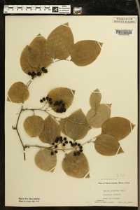 Smilax tamnoides image