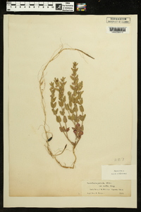 Scutellaria parvula var. mollis image
