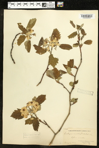 Crataegus mollis image