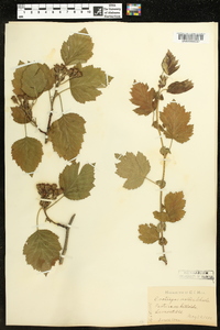 Crataegus mollis image