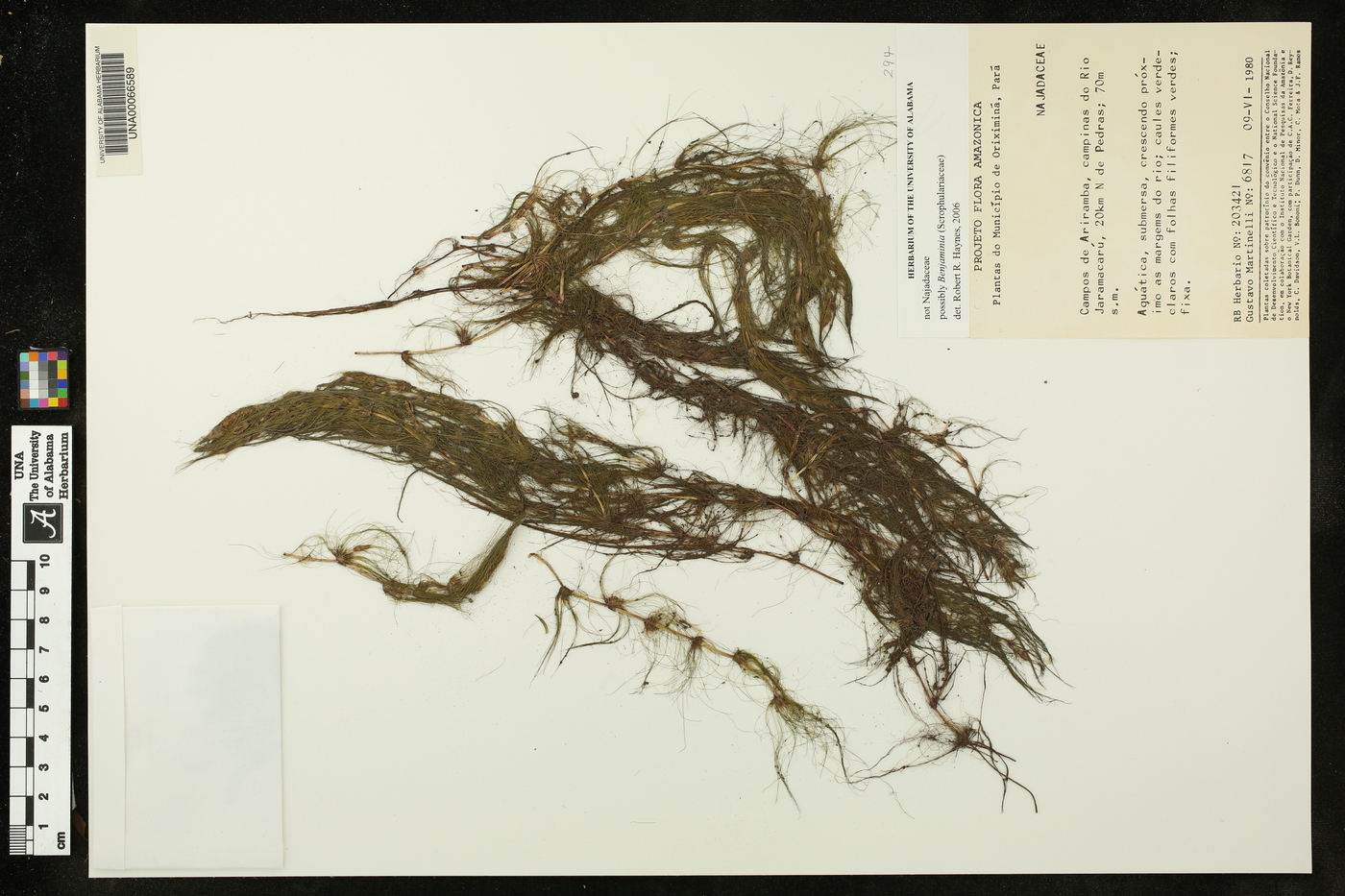 Benjaminia image