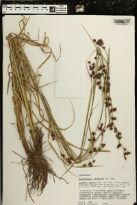 Rhynchospora glomerata image