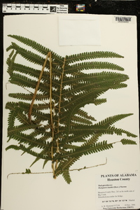 Thelypteris kunthii image