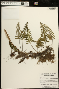 Pleopeltis polypodioides image