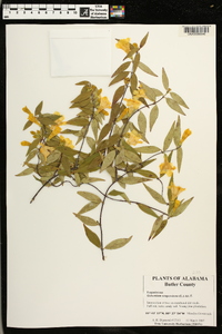 Gelsemium sempervirens image