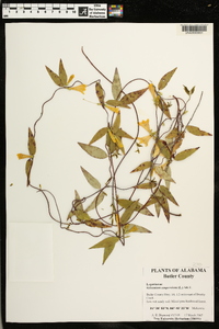 Gelsemium sempervirens image