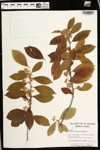 Prunus caroliniana image