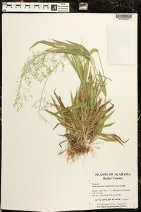 Dichanthelium laxiflorum image