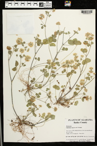 Trifolium nigrescens image