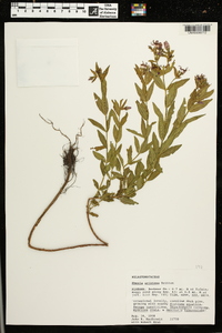 Rhexia aristosa image