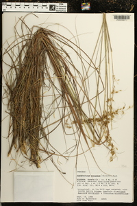 Sorghastrum secundum image