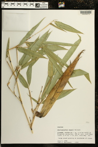 Phyllostachys meyeri image