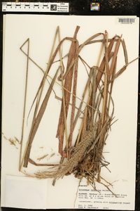 Saccharum brevibarbe var. contortum image