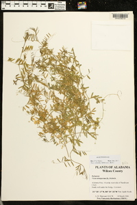 Vicia tetrasperma image