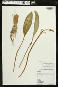 Sagittaria platyphylla image