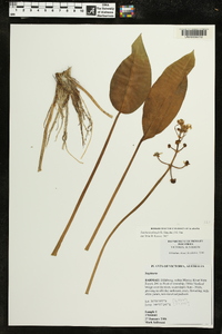 Sagittaria platyphylla image