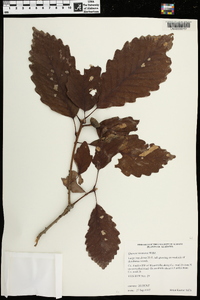 Quercus montana image