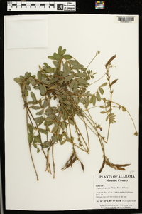 Tephrosia spicata image