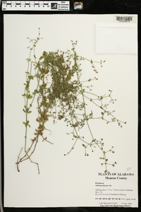 Galium pilosum image