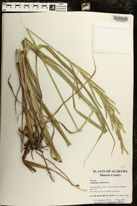 Paspalum urvillei image