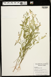 Asemeia grandiflora image