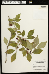 Ilex longipes image