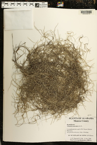 Tillandsia usneoides image