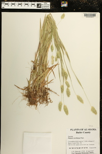 Phalaris caroliniana image