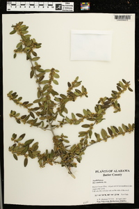 Ilex vomitoria image